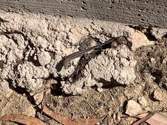 Aspidoscelis hyperythrus