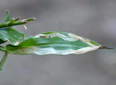 Liriomyza marginalis