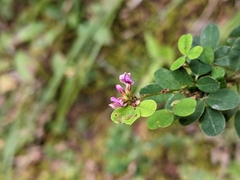 Lespedeza violacea