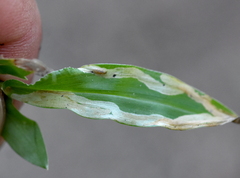 Liriomyza marginalis