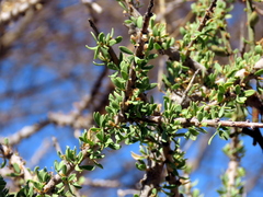 Boscia foetida