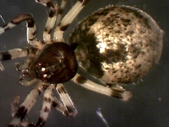 Cryptachaea blattea