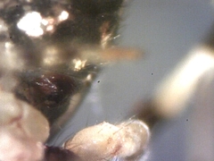 Cryptachaea blattea
