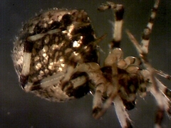 Cryptachaea blattea