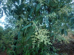 Buddleja