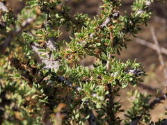 Boscia foetida