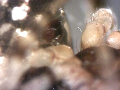 Cryptachaea blattea