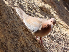 Streptopelia senegalensis senegalensis