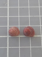 Homalopoma sanguineum