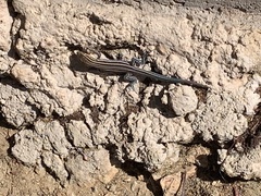 Aspidoscelis hyperythrus