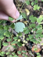 Thalictrum dioicum