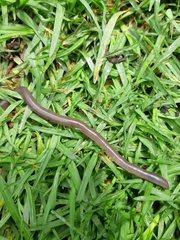 Lumbricus