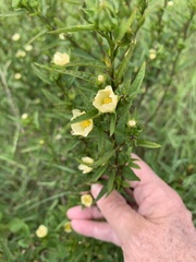 Sida ulmifolia