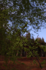 Nothofagus obliqua