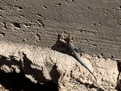 Aspidoscelis hyperythrus