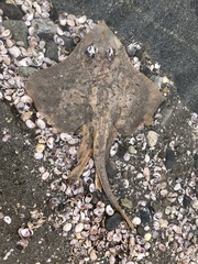 Rostroraja eglanteria