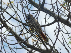 Synallaxis frontalis