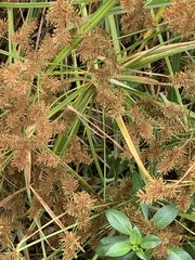 Cyperus erythrorhizos