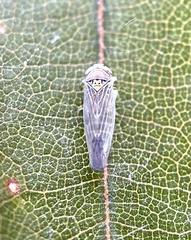 Colladonus geminatus