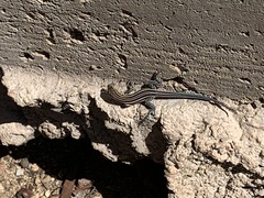 Aspidoscelis hyperythrus