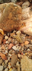 Lycosinae