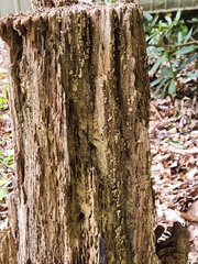 Xylobolus frustulatus