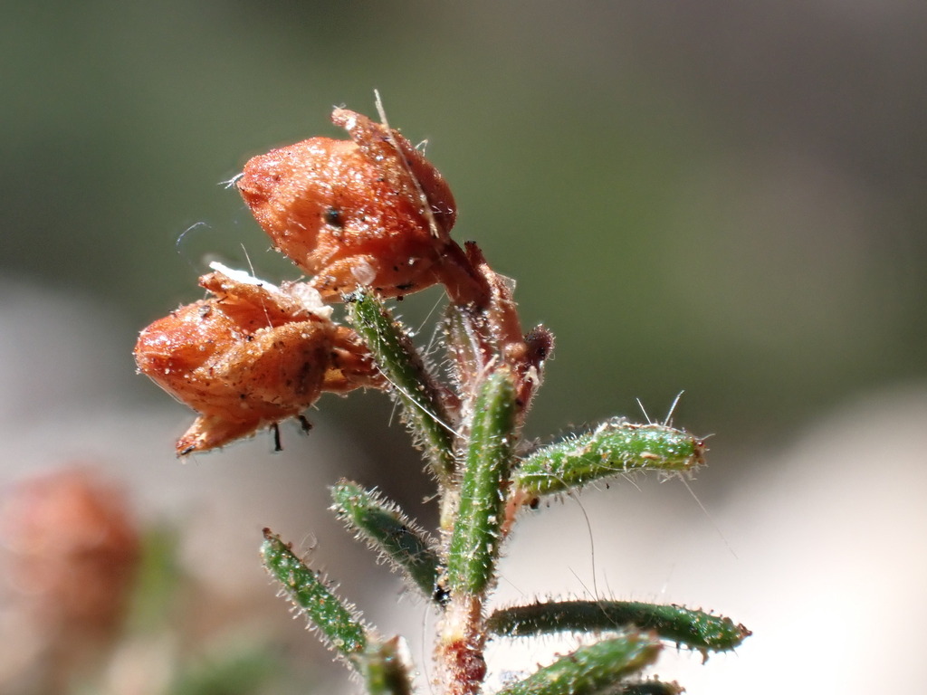 Erica umbratica