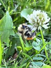 Bombus huntii