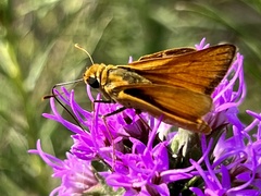 Copaeodes aurantiaca