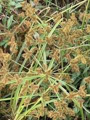 Cyperus erythrorhizos