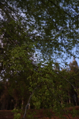 Nothofagus obliqua
