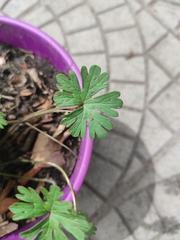Geranium pusillum
