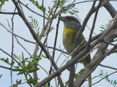 Cyclarhis gujanensis