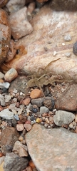 Lycosinae