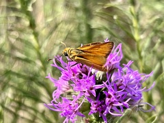 Copaeodes aurantiaca