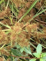 Cyperus erythrorhizos