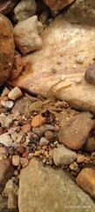 Lycosinae