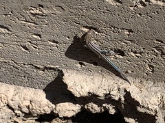 Aspidoscelis hyperythrus