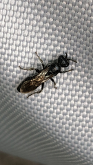 Tiphiinae