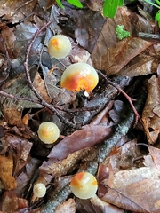 Mycena crocata