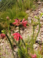 Erica cerinthoides