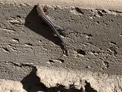 Aspidoscelis hyperythrus