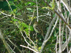 Myiophobus fasciatus