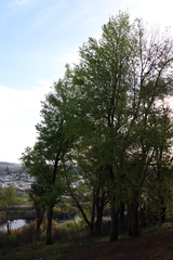Nothofagus obliqua