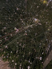 Oenothera lindheimeri