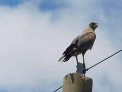 Buteogallus meridionalis