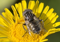 Eristalinus sepulchralis