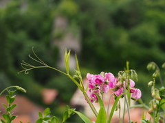 Lathyrus latifolius