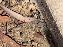 Aspidoscelis hyperythrus