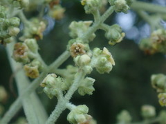 Buddleja